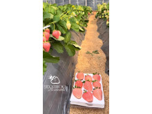 Клубника китайская dongfang fenghuang-восточный феникс 35 саженцы