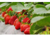 Клубника китайская Fa lan di Фаранди 34 саженцы