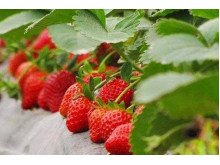 Клубника китайская Fa lan di Фаранди 34 саженцы
