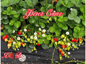 Клубника китайская Фенг сянг саженцы