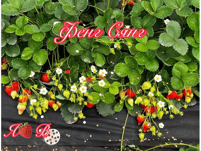 Клубника китайская Фенг сянг саженцы