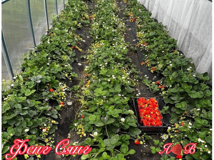 Клубника китайская Фенг сянг саженцы