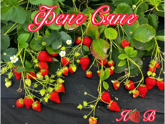 Клубника китайская Фенг сянг саженцы