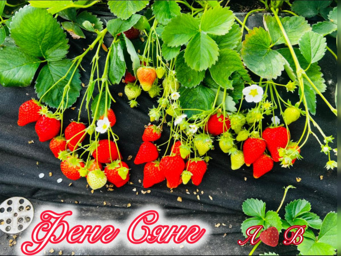 Клубника китайская Фенг сянг саженцы