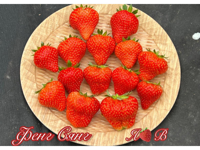 Клубника китайская Фенг сянг саженцы