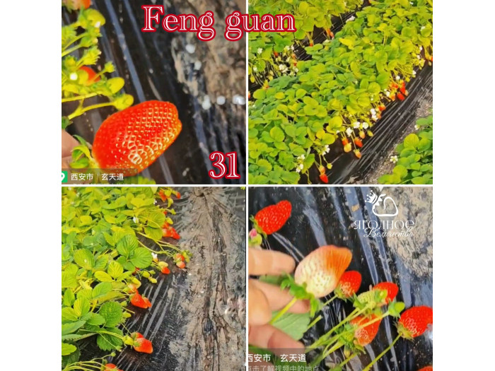 Клубника китайская  feng guan Корона феникса 31 саженцы