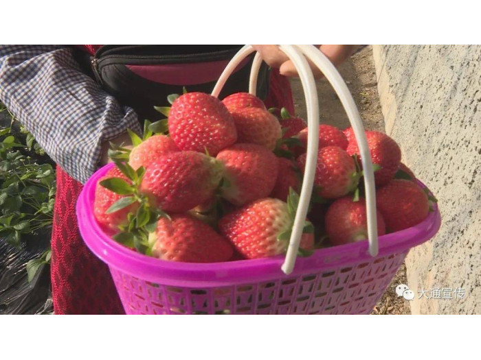 Клубника китайская Gan lu Ган лу  30 саженцы