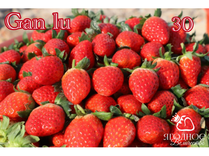 Клубника китайская Gan lu Ган лу  30 саженцы