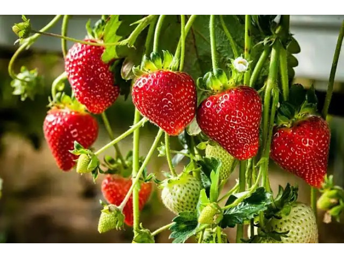 Клубника китайская guang dian Гуанг Ди  29 саженцы