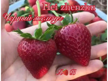 Клубника китайская Hei zhenzhu - Черная Жемчужина 63 саженцы