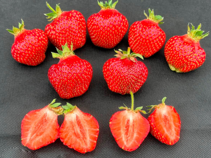 Ранняя клубника Хоней саженцы