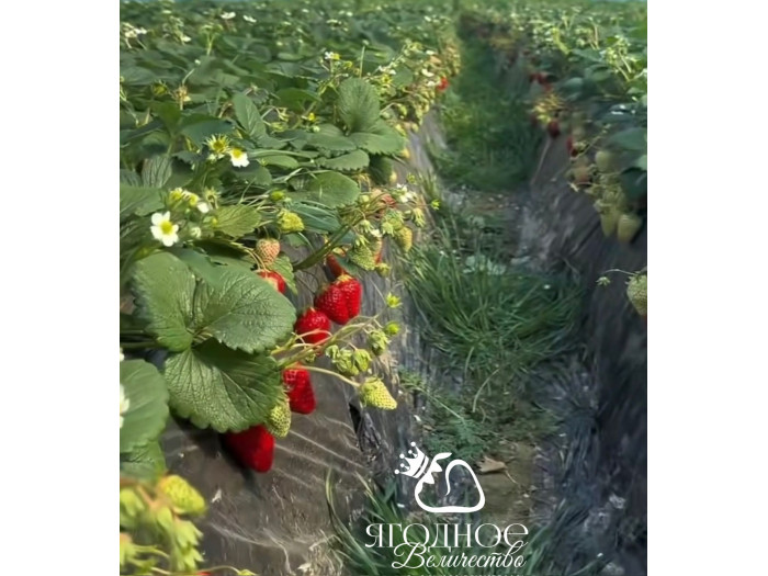 Клубника китайская hong yan Хонг ян 42 саженцы