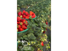 Клубника китайская hong yan Хонг ян 42 саженцы