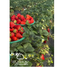 Клубника китайская hong yan Хонг ян 42 саженцы