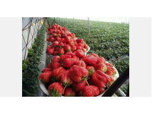 Клубника китайская hong yan gai 3 Хонг ян 3 73 саженцы