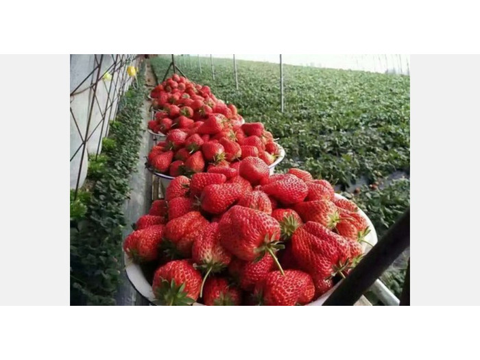 Клубника китайская hong yan gai 3 Хонг ян 3 73 саженцы