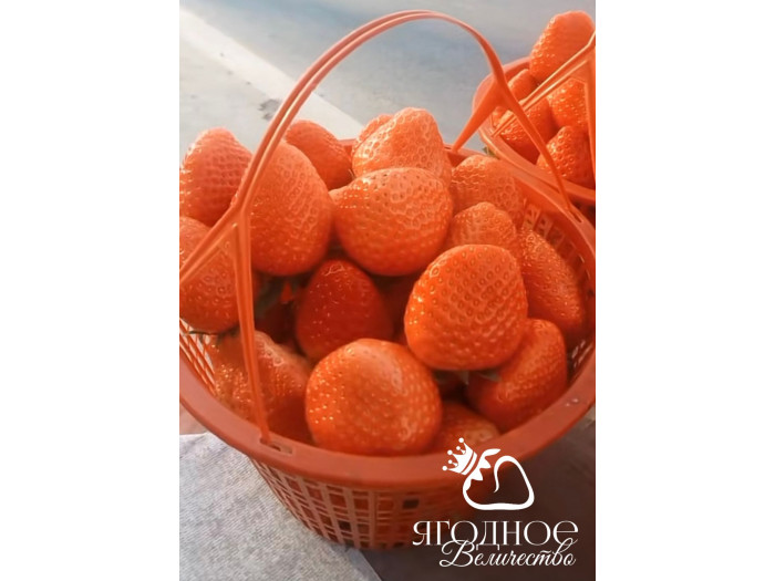 Китайская клубника Huang xiang 27  , саженцы