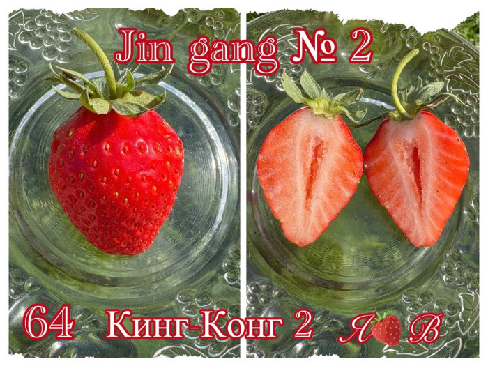 Клубника китайская Jin gang 2 Кинг конг 2 64  саженцы