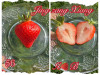 Клубника китайская jing zang   цзин цзанг сян- 56 ароматная саженцы