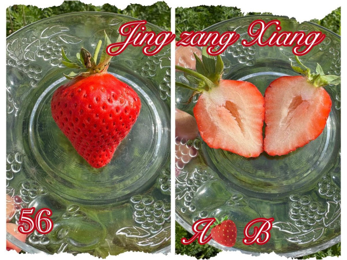 Клубника китайская jing zang   цзин цзанг сян- 56 ароматная саженцы