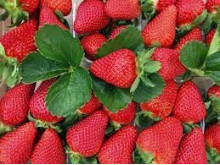 Клубника китайская Jing yao Цзинъяо 75 саженцы