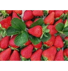 Клубника китайская Jing yao Цзинъяо 75 саженцы
