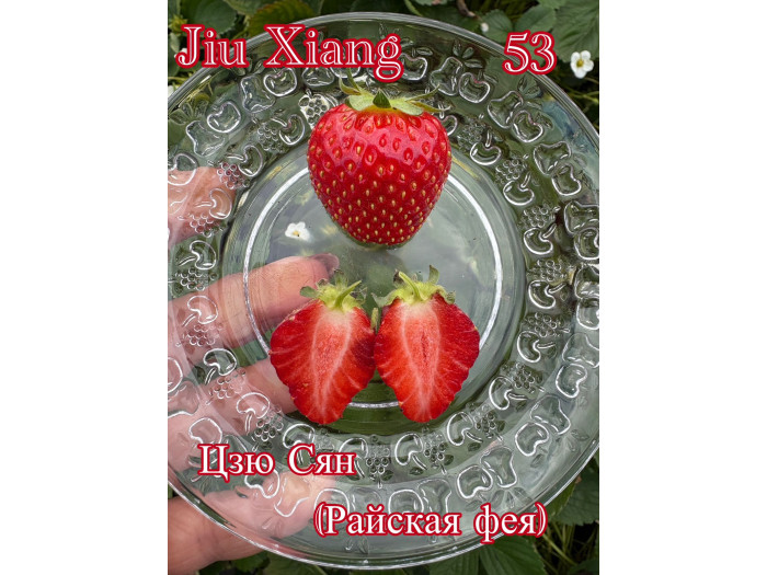 Клубника китайская jiu xiang цзю сян 53 саженцы