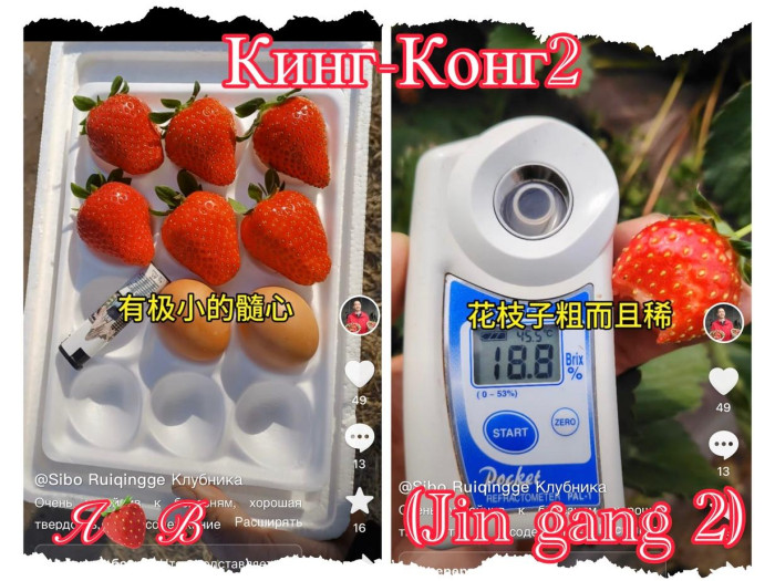 Клубника китайская Jin gang 2 Кинг конг 2 64  саженцы