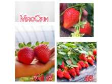 Клубника китайская miao xiiang мяосян 48 саженцы