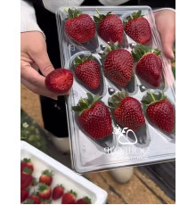 Клубника китайская zhenhong meiling Черный Жемчуг 61 саженцы