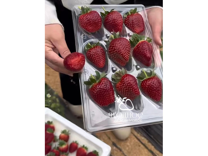 Клубника китайская zhenhong meiling Черный Жемчуг 61 саженцы