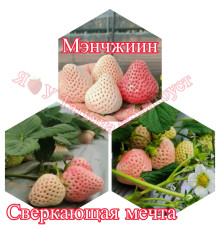 Клубника китайская meng zhiying  Менчжиин  68 саженцы