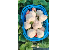 Китайская клубника Qian xue 24 , саженцы