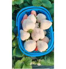 Китайская клубника Qian xue 24 , саженцы