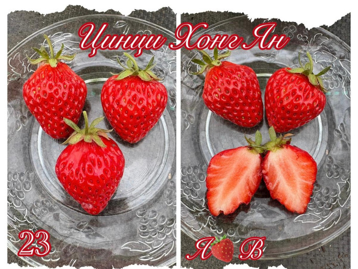 Клубника китайская  qing qi hong yan - Цин ци Хонг ян, 23, саженцы