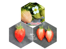 Клубника китайская xiao bai Сяо бай (пересорт) 47 саженцы