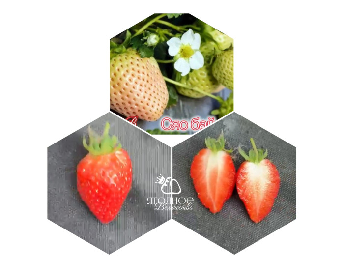 Клубника китайская xiao bai Сяо бай (пересорт) 47 саженцы