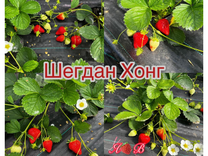 Клубника китайская sheng dan hong Шегдан хонг 45 саженцы