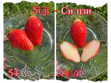 Клубника китайская si ji си цзи - клубн 4 сезонов 54 саженцы
