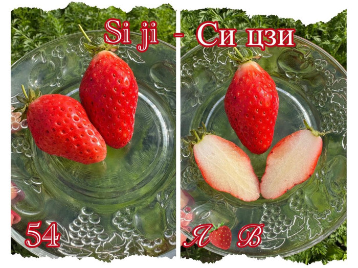 Клубника китайская si ji си цзи - клубн 4 сезонов 54 саженцы