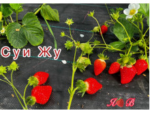 Клубника китайская Sui zhu Суи Жу-Каорино 44 япон  саженцы