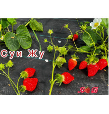 Клубника китайская Sui zhu Суи Жу-Каорино 44 япон  саженцы