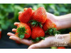 Китайская клубника Jingtao Xiang Пекин Тао Сян , саженцы