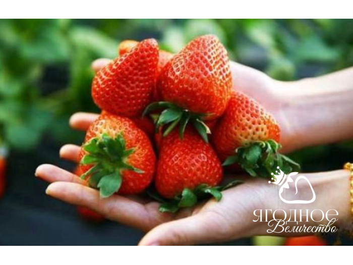 Китайская клубника Jingtao Xiang Пекин Тао Сян , саженцы