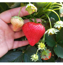 Китайская клубника Jingtao Xiang Пекин Тао Сян , саженцы