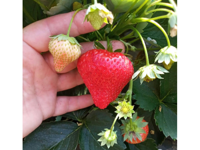 Китайская клубника Jingtao Xiang Пекин Тао Сян , саженцы