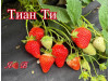 Клубника китайская Tian Ti - Тиан Ти саженцы