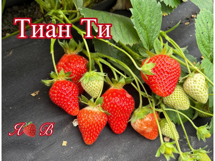 Клубника китайская Tian Ti - Тиан Ти саженцы