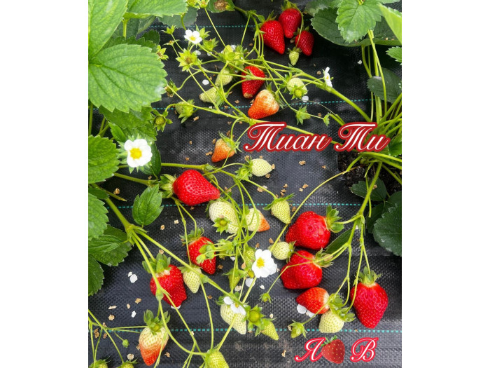 Клубника китайская Tian Ti - Тиан Ти саженцы