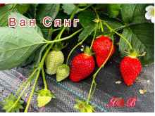 Клубника китайская Wan xiang Ван Сянг 41 саженцы
